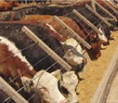 Engorde Novillo Crecer