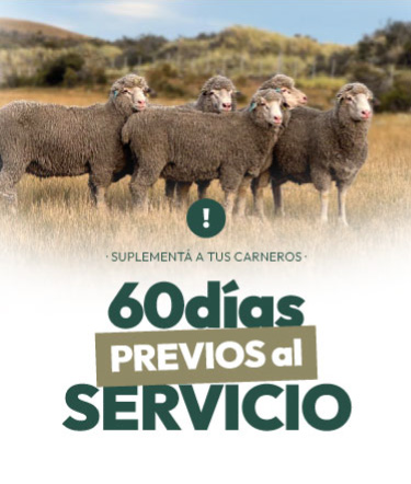 Suplementa a tus carneros. 60 días previos al servicio.
