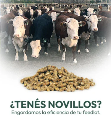 ¿Tenés novillos?